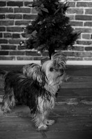 IMG_6811-Edit