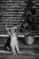 IMG_6850-Edit