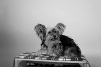 IMG_6926-Edit