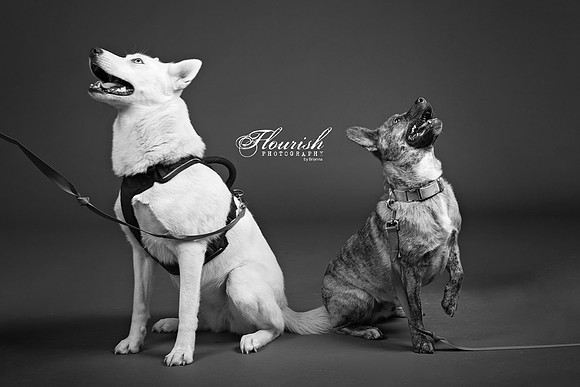 9I6A7049-Edit - Copy