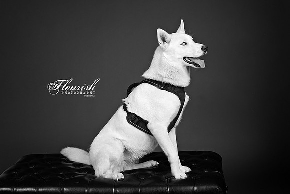 9I6A6981-Edit - Copy
